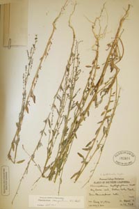 Herbarium Sheet of POM 183816